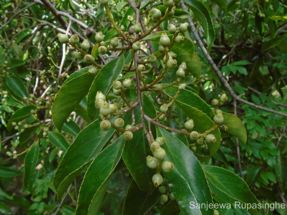 Symplocos acuminata (Blume) Miq.